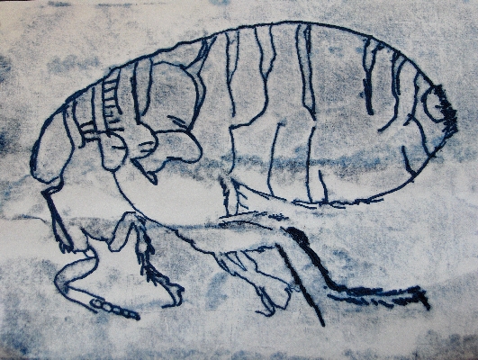 Flea (after Robert Hooke)